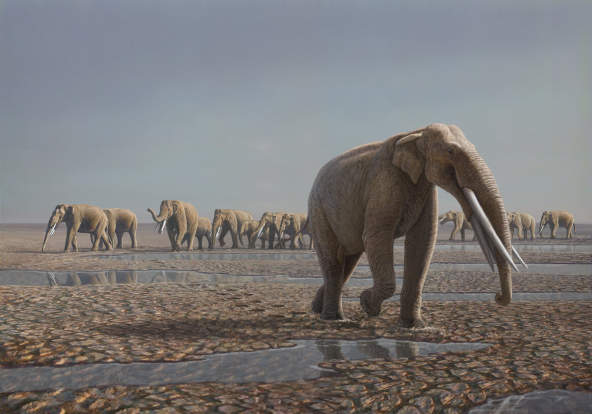 A recreation of the Stegotetrabelodon herd, led by a matriarach and including a male deviating from the herd.