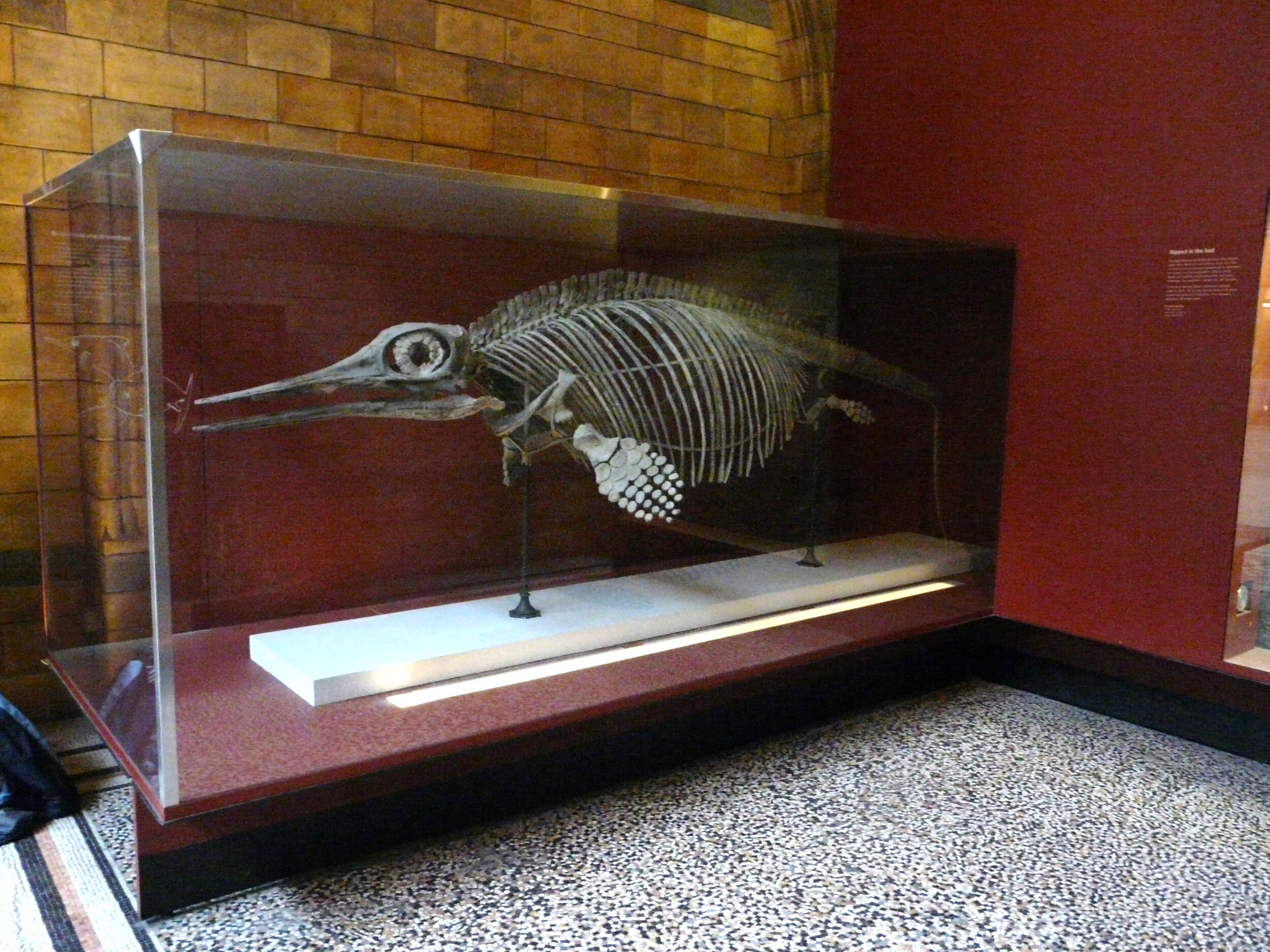 Opthalmosaurus at the London Natural History Museum. A fossil variety of this species was uncovered in India in 2016. Photo credit: Benjamin Moon