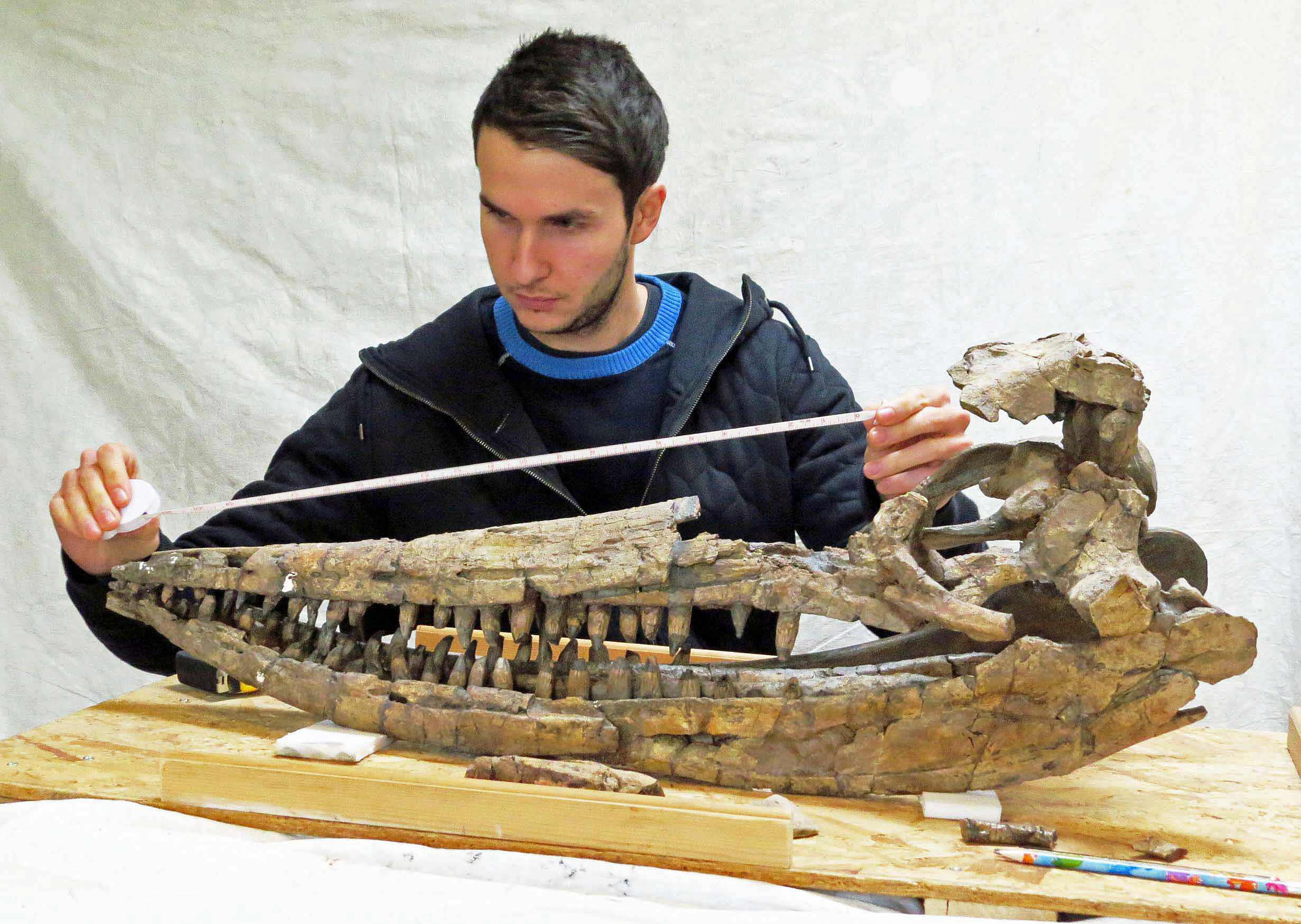 Dean Lomax  studying a giant ichthyosaur jaw bone collected from Somerset, England. Photo by Nigel Larkin