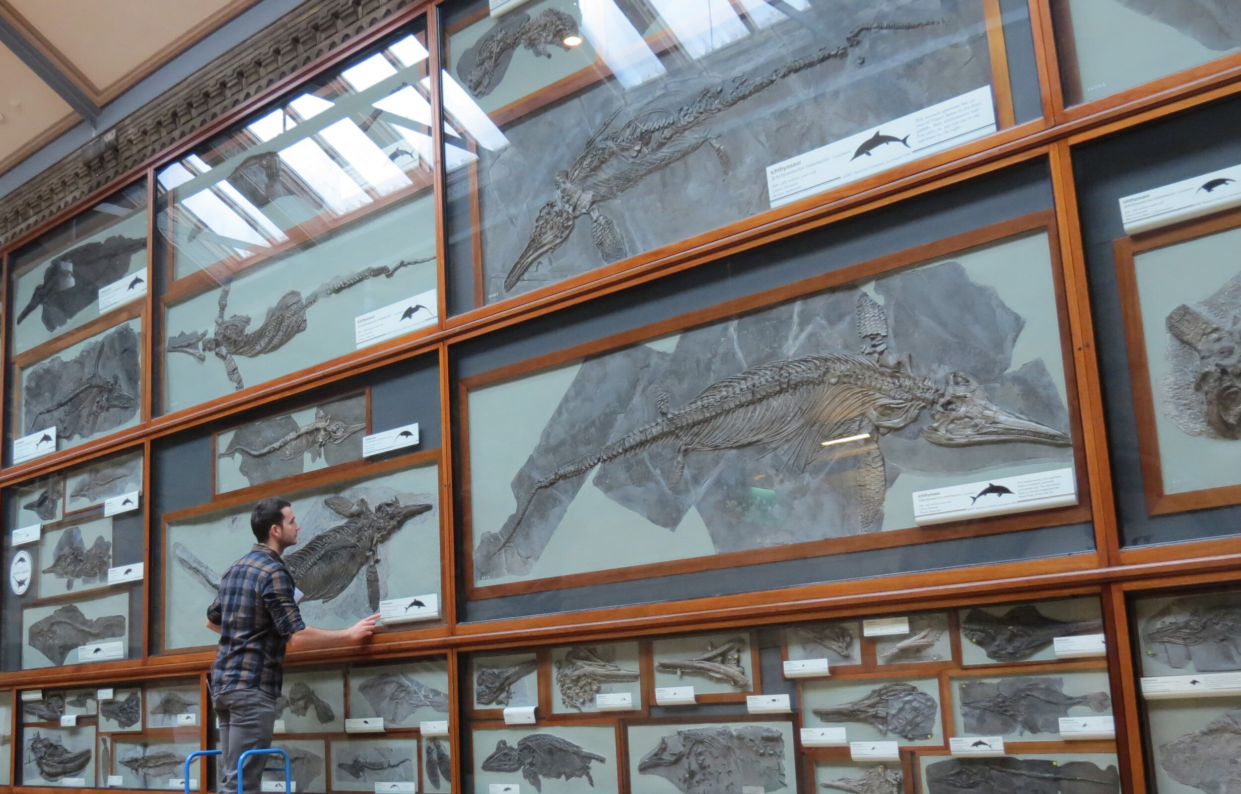 Ichthyosaurs at London's Natural History Museum. Photo by Judy Massare. 