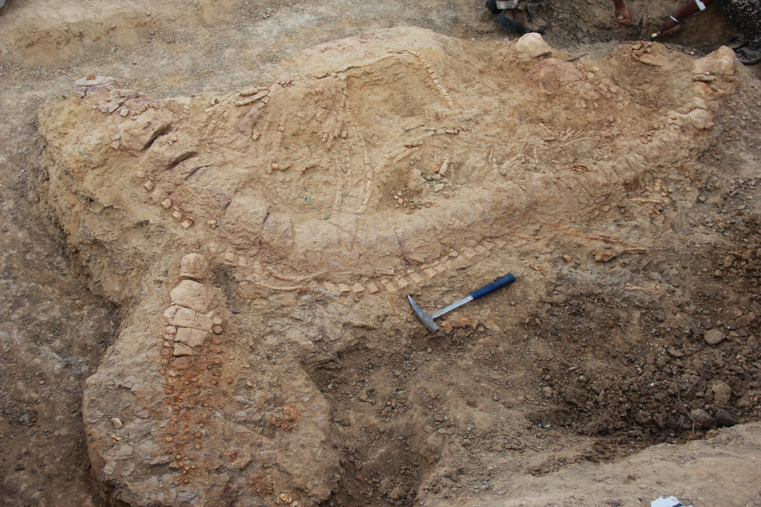 The 2016 Ichthyosaur find in Kutch. Photo courtesy: GVR Prasad