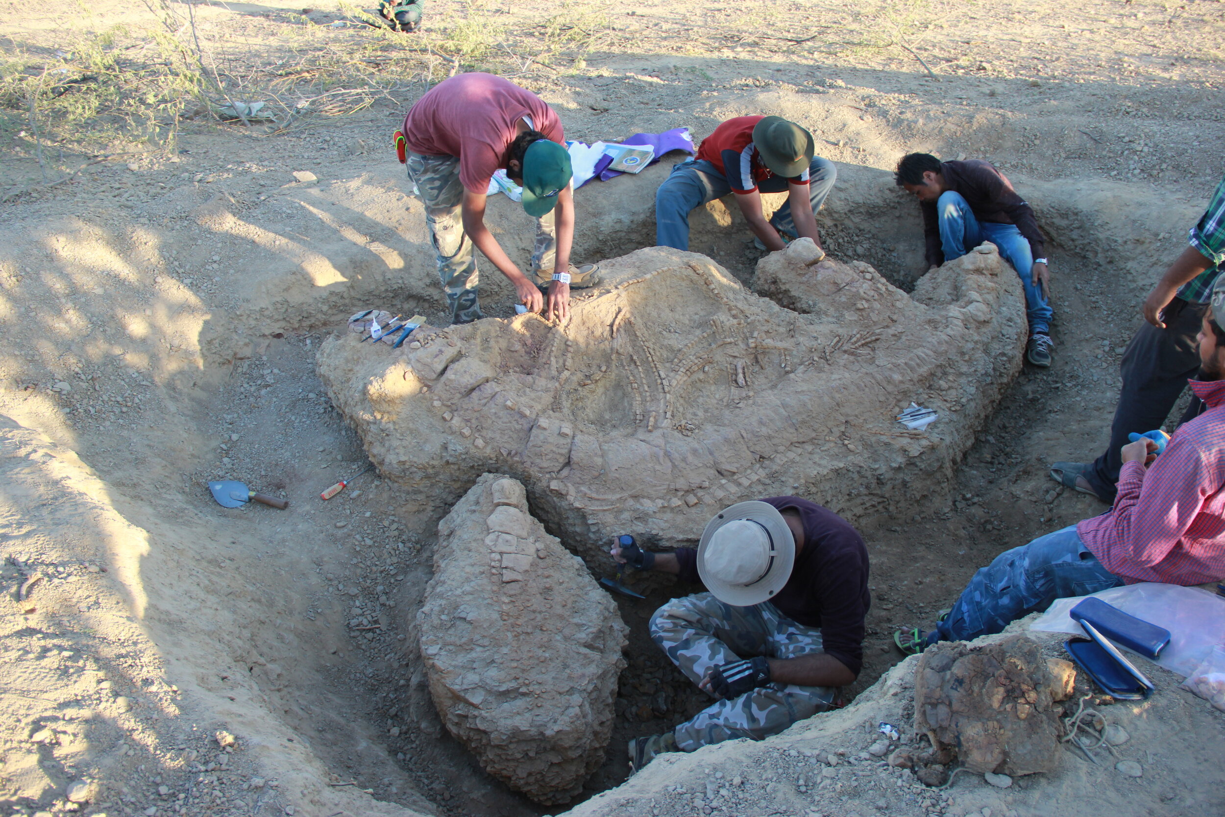 More than a dozen researchers excavated this ichthyosaur find -- one of the most complete fossils of this aquatic reptile found in India. Photo courtesy: GVR Prasad