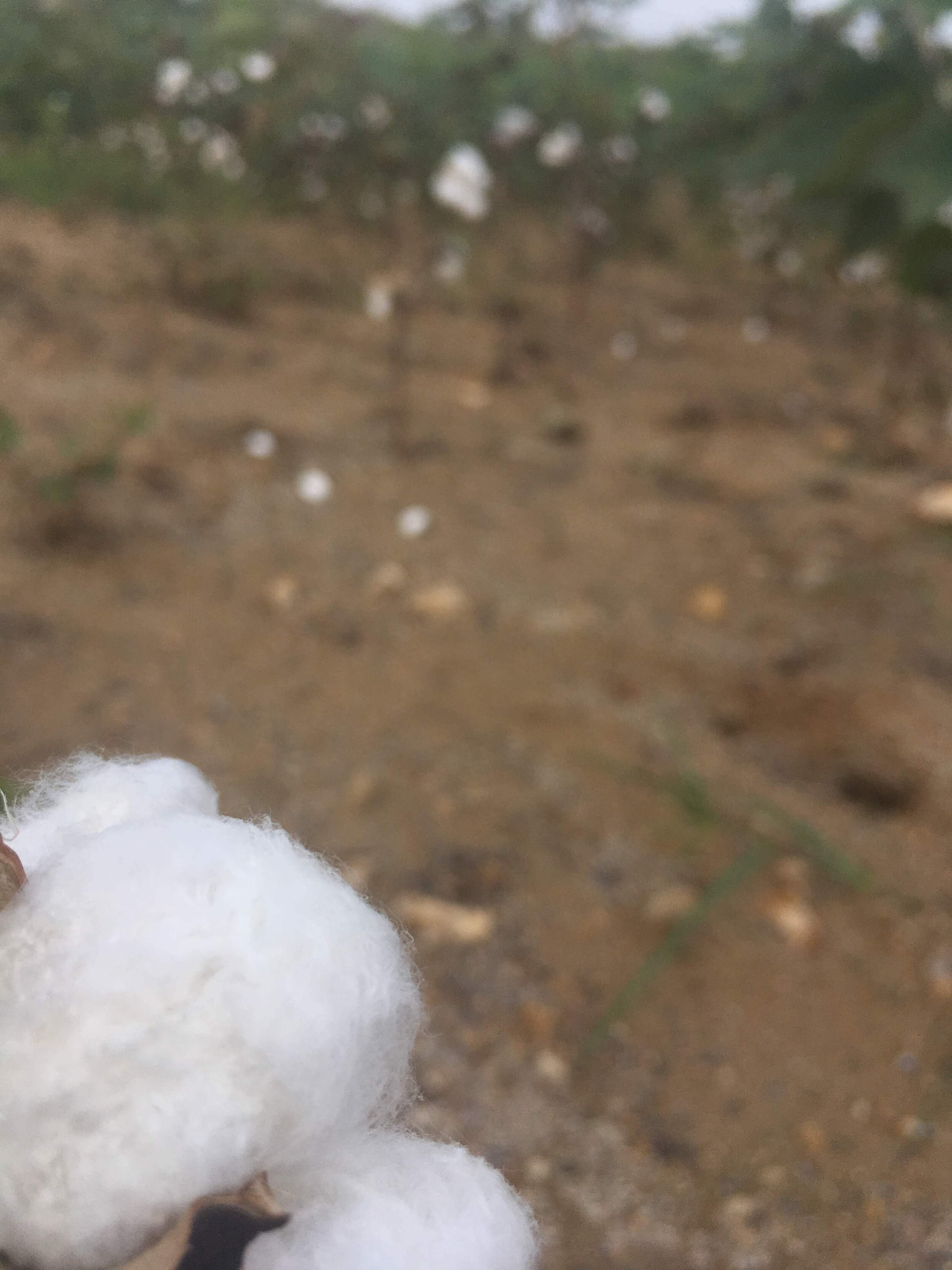 We walked through cotton fields to get to the fossil sites.