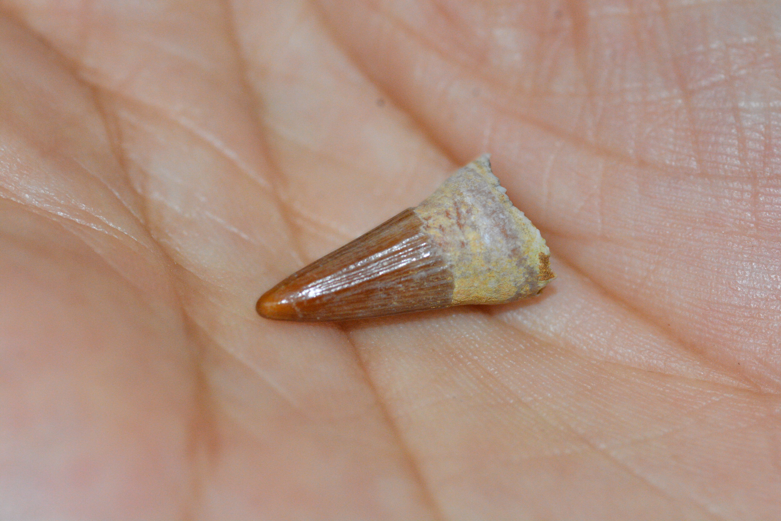 An Ichthyosaur tooth that palaeontologist GVR Prasad from Delhi University had found during his first few days of the field visit to Ariyalur.