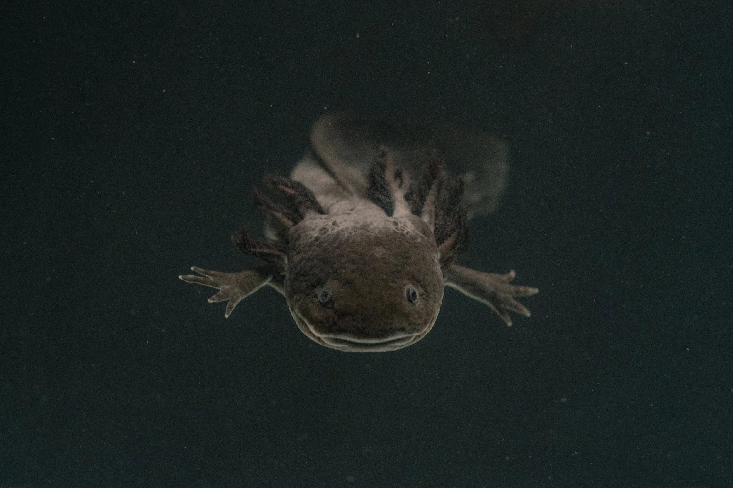 Axolotl_02.JPG