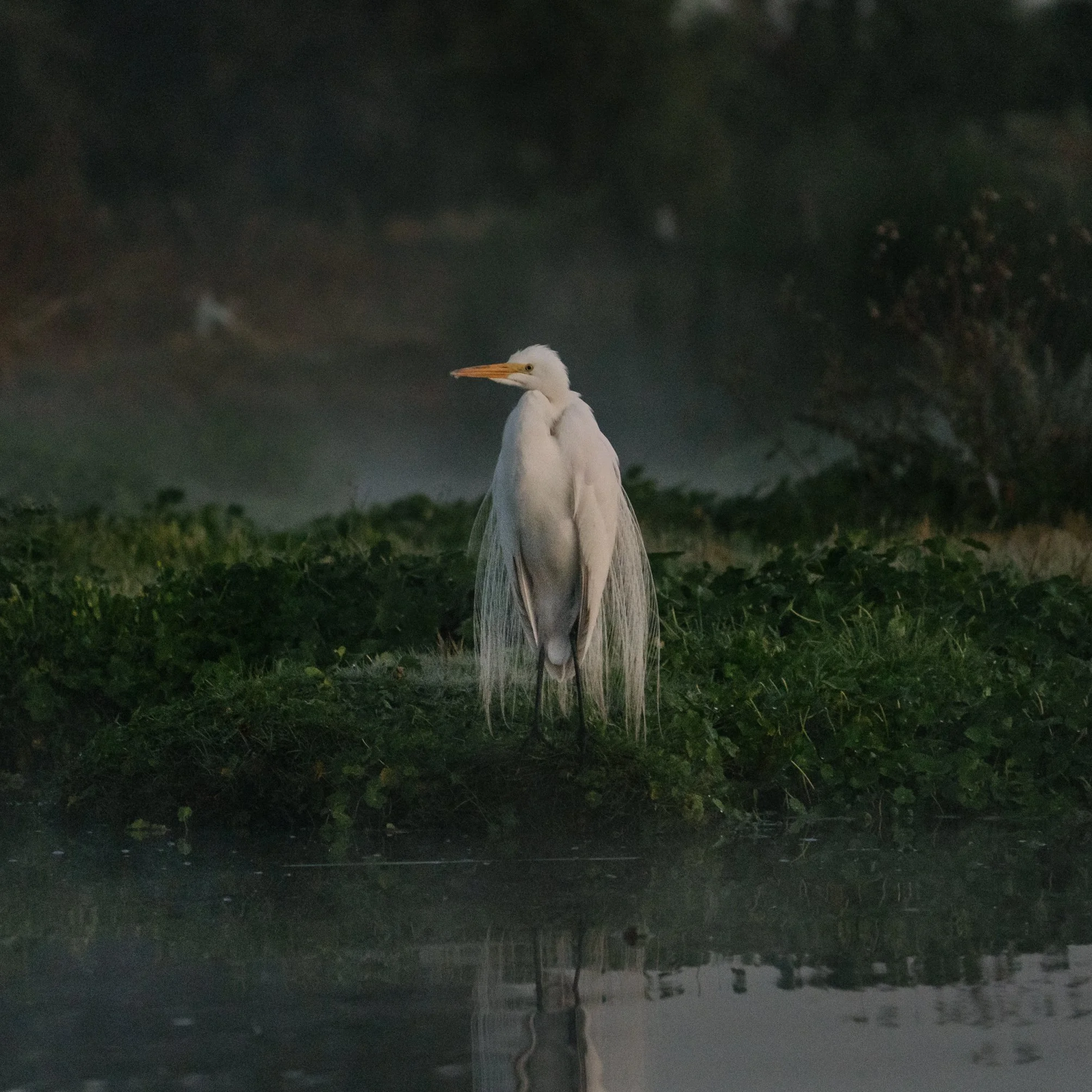Era_Un_Lago_12.JPG