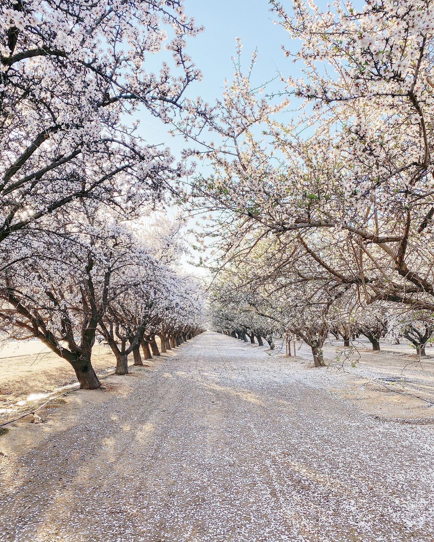 One of the most beautiful places I&rsquo;ve ever been 🌸 // #springiscoming