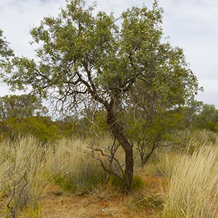 wild-sandalwood.jpg