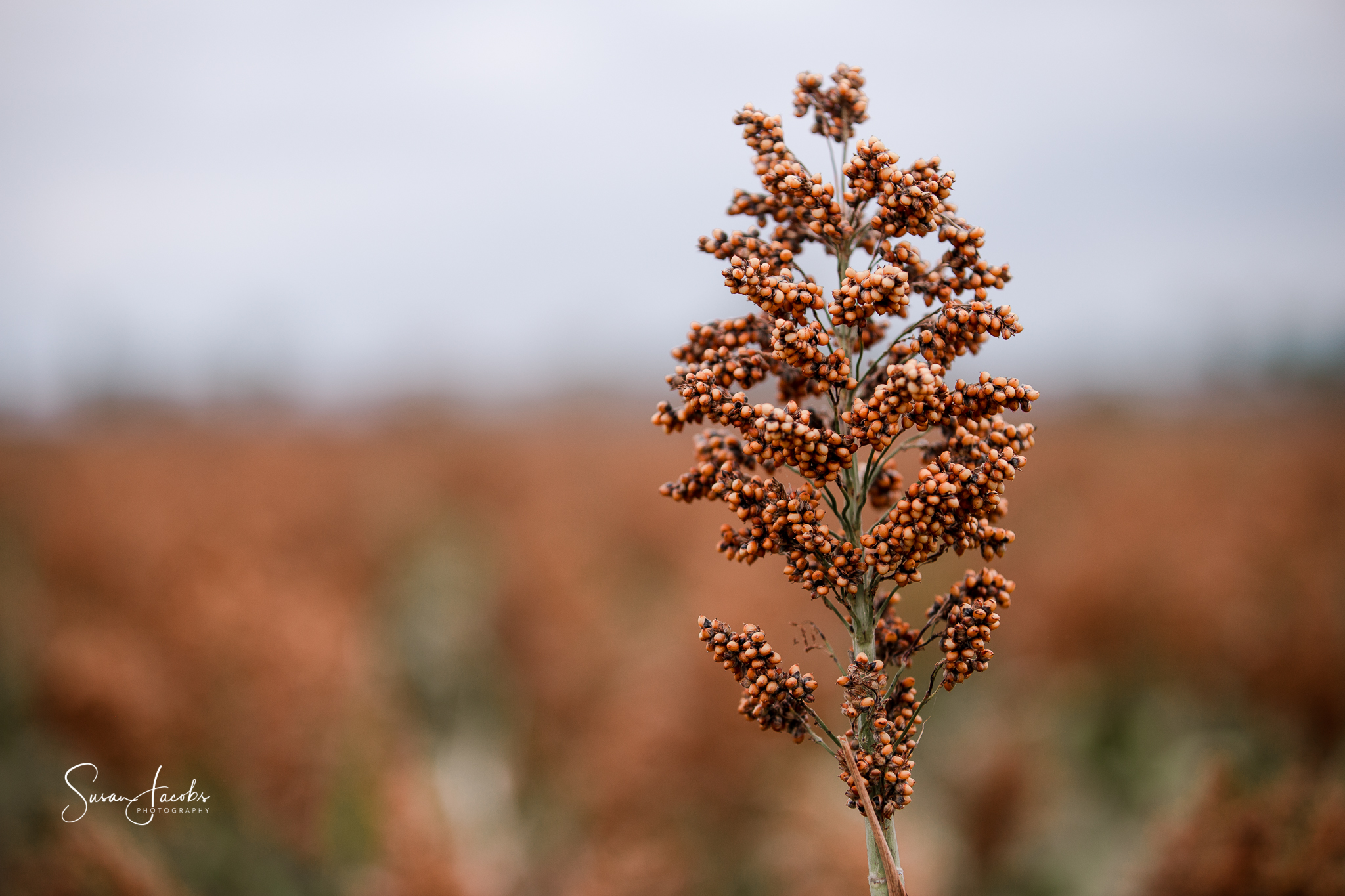 Ripe Sorghum.