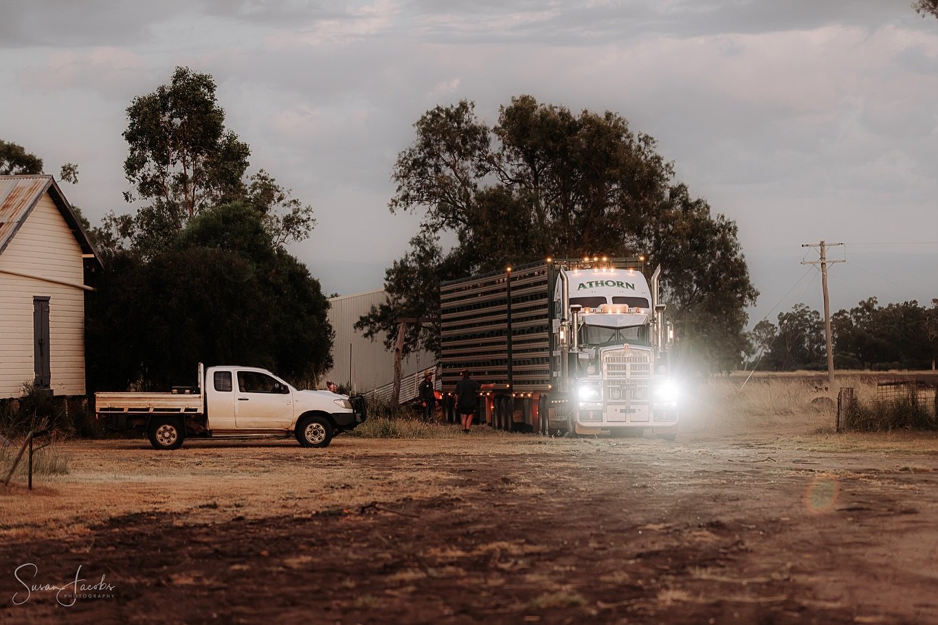 Taking delivery at 5:30am Friday morning of our next lot of merino wethers. A valuable part of our production team in our rotation. Travelled all the way from Quilpie to Dalby.
#merino @auctionsplus @elders_limited #ForAugAg #sheep #sheepfarming #l