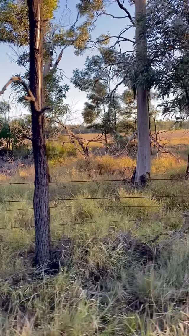 There had to be that one cow…lol #musteringcattle #farmlifebestlife #certifiedorganiccattle #certifiedorganic #herefordcattle #farmlife #australianfarmers