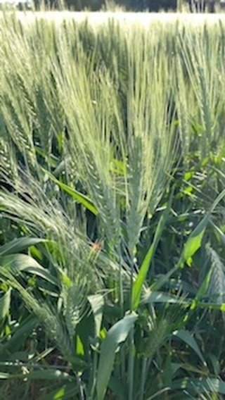 Wheat looking great. Love farm life.