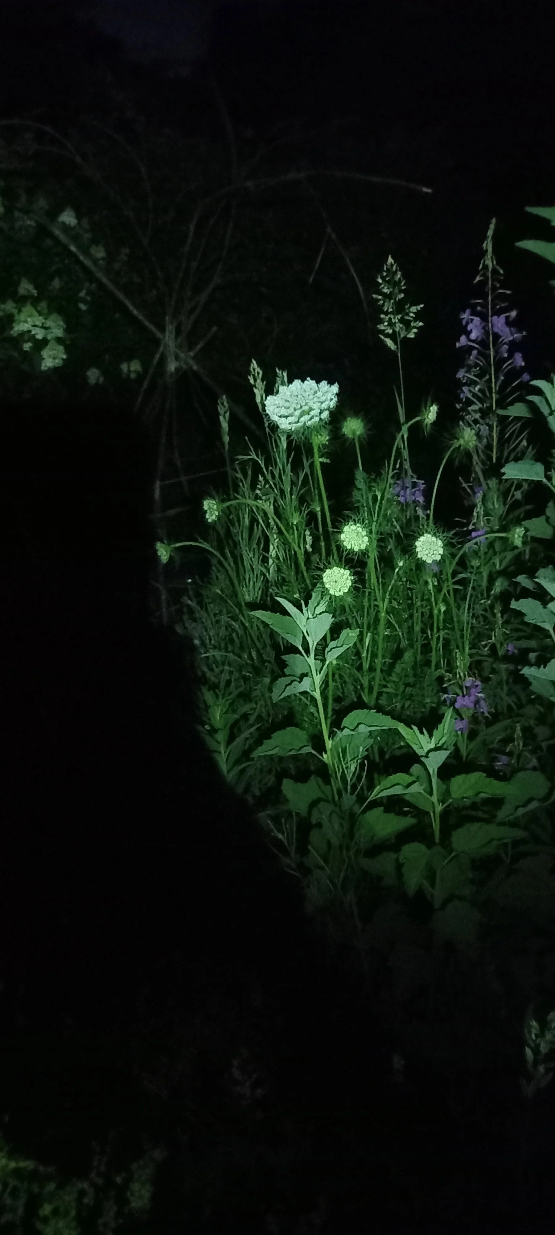 Mysteries of the night garden