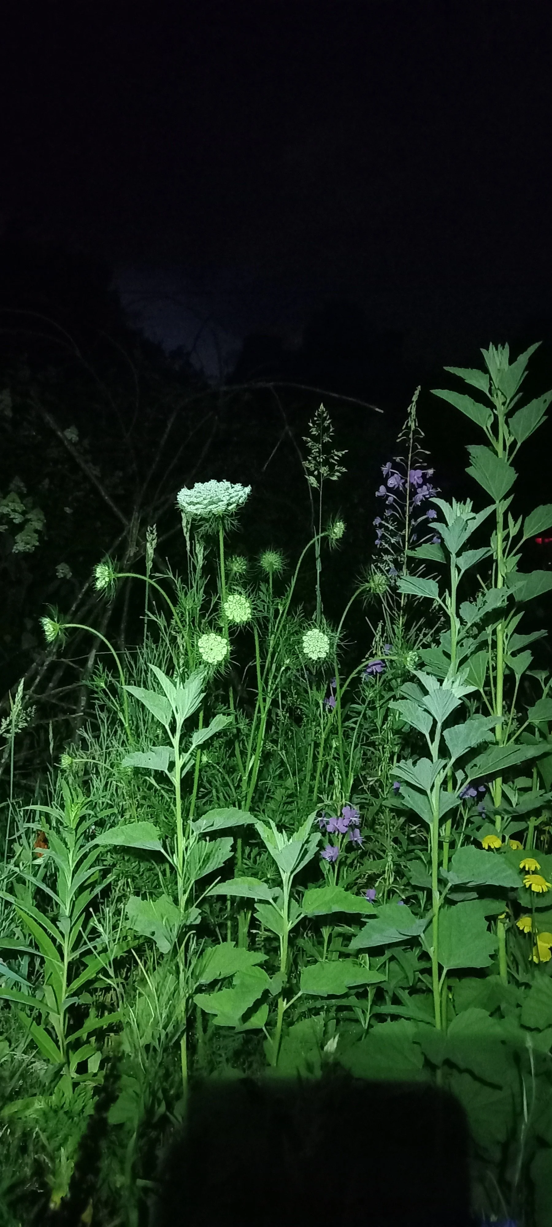 inviting moths and bats