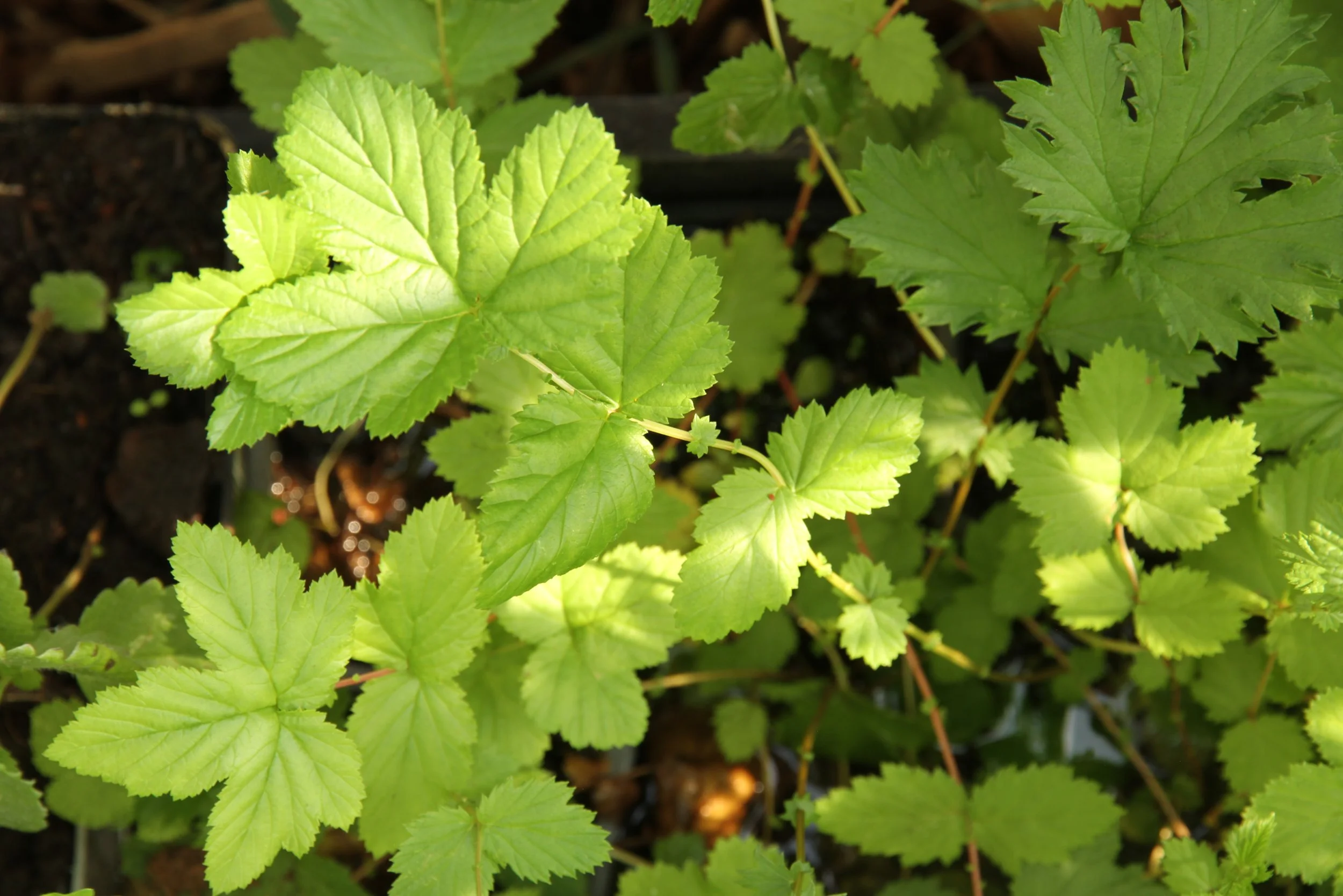 Meadowsweet / Reine des Prés