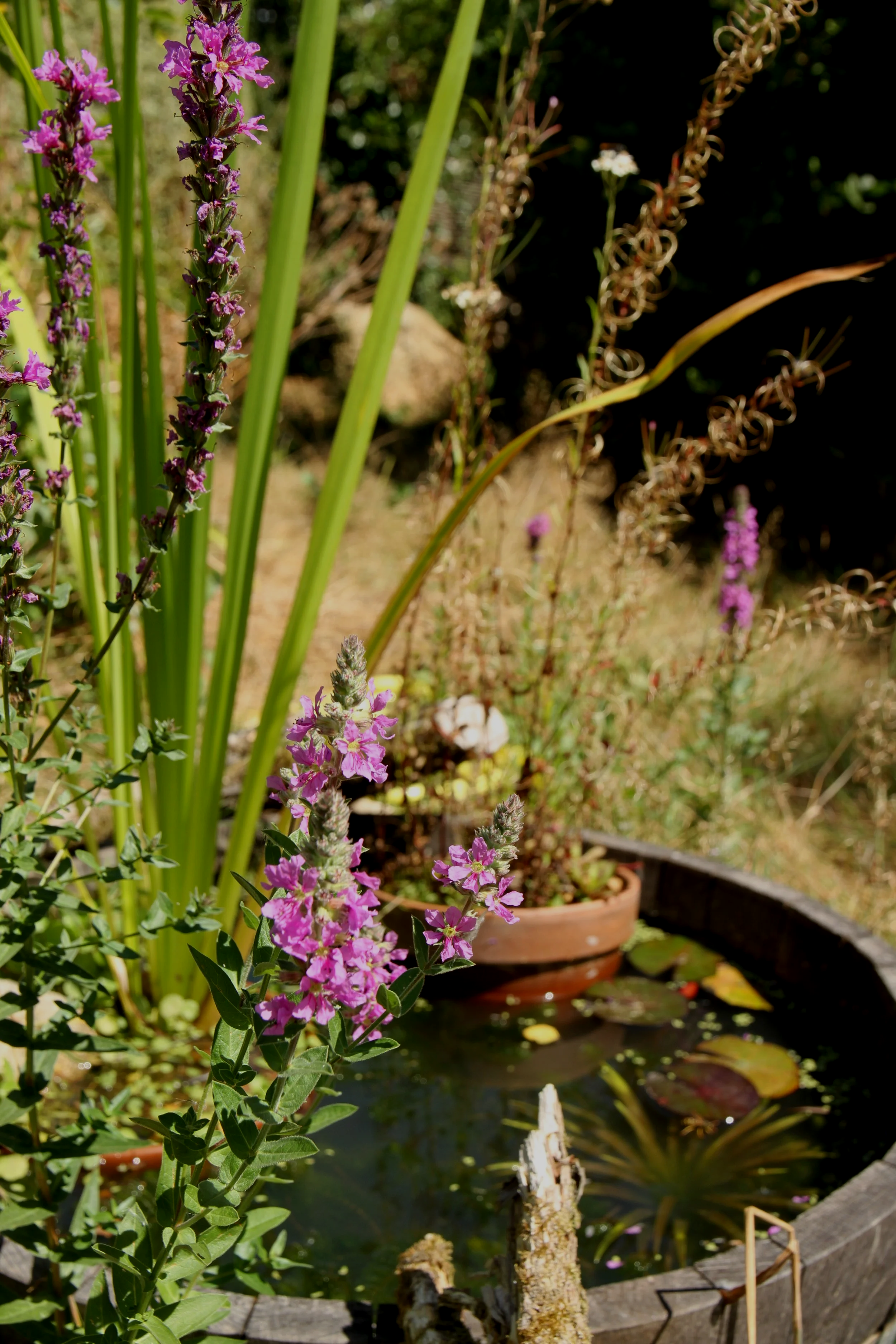 Purple loosestrife / Salicaire