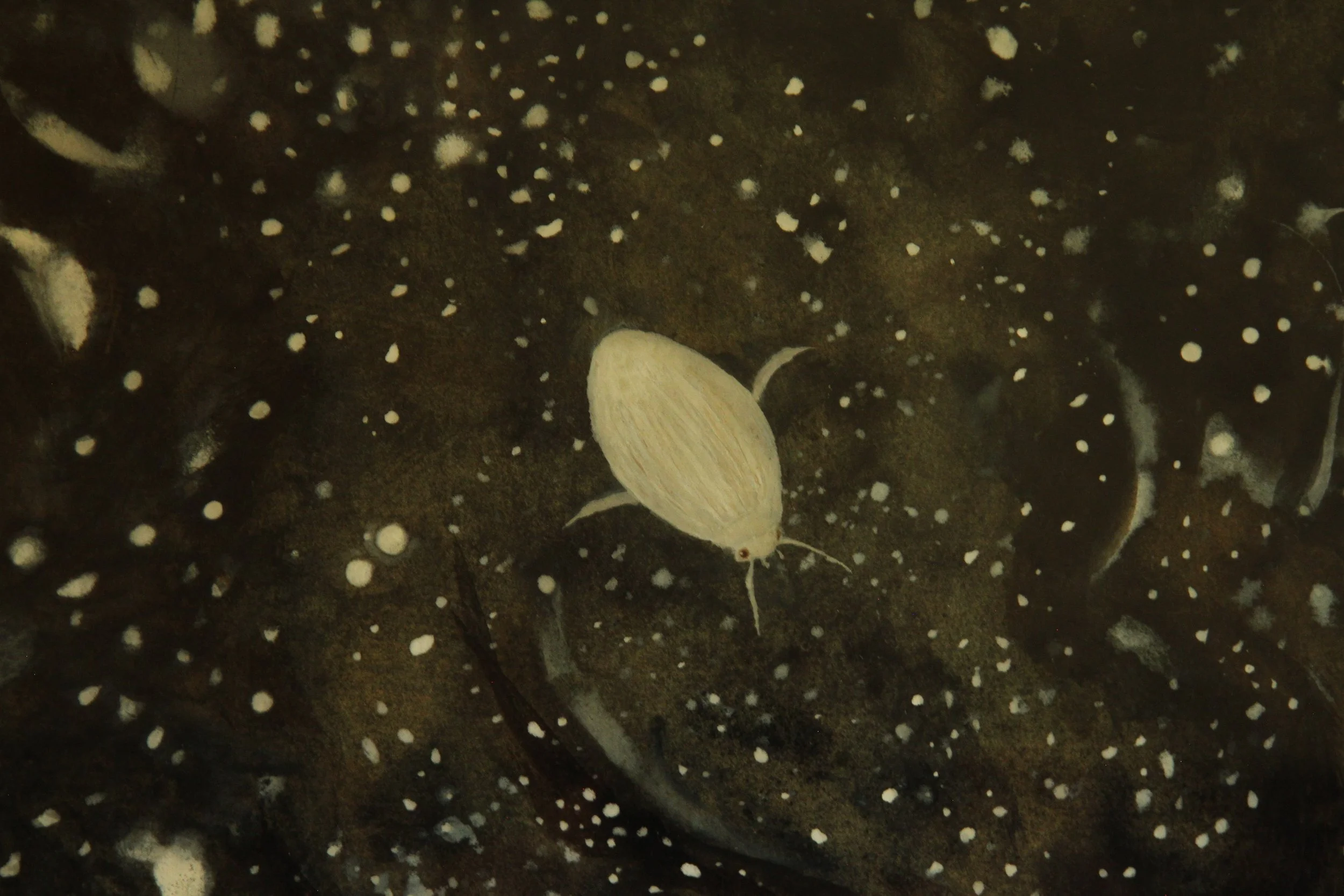 Poussière d'eau, poussière d'étoiles (Waterdust, stardust)