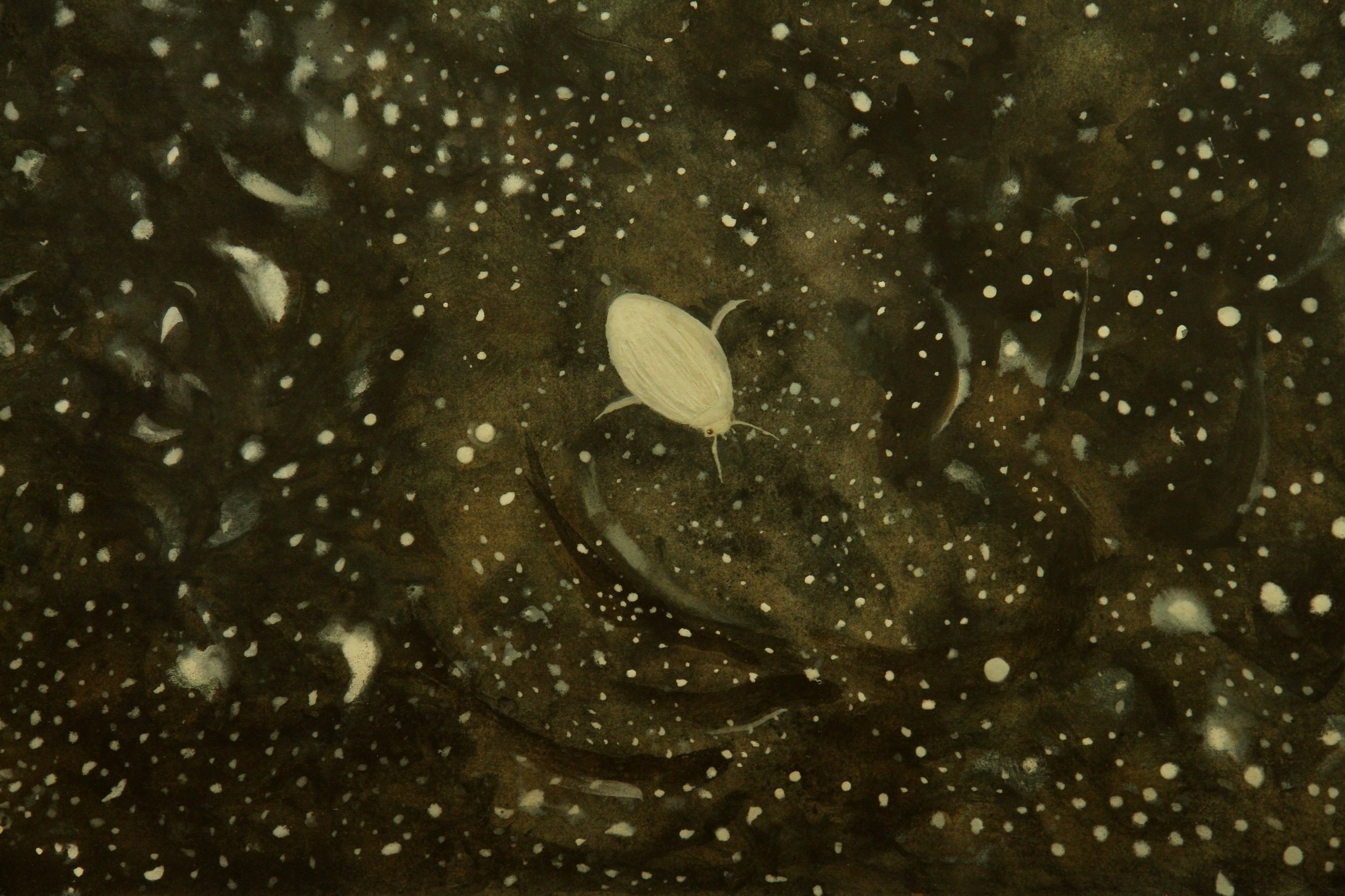 Poussière d'eau, poussière d'étoiles (Waterdust, stardust)