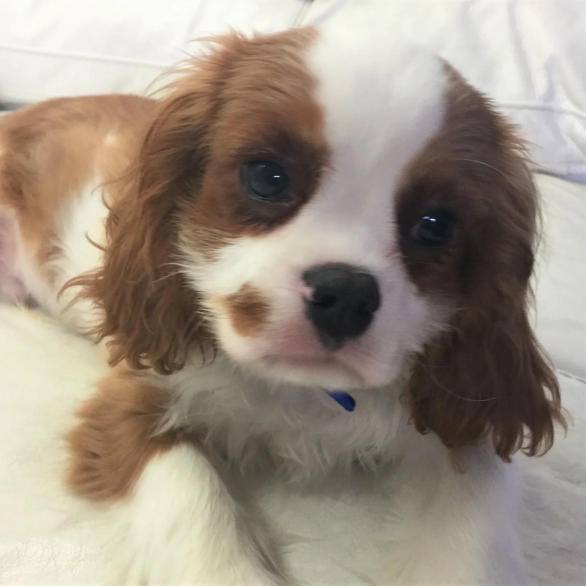 Smudge Smudge specialises in cuddles, hugs & big licks! He is also chief morning motivator & motivates the team on cold, wet mornings to get outdoors and get running. He runs 5km everyday, sometimes twice a day!