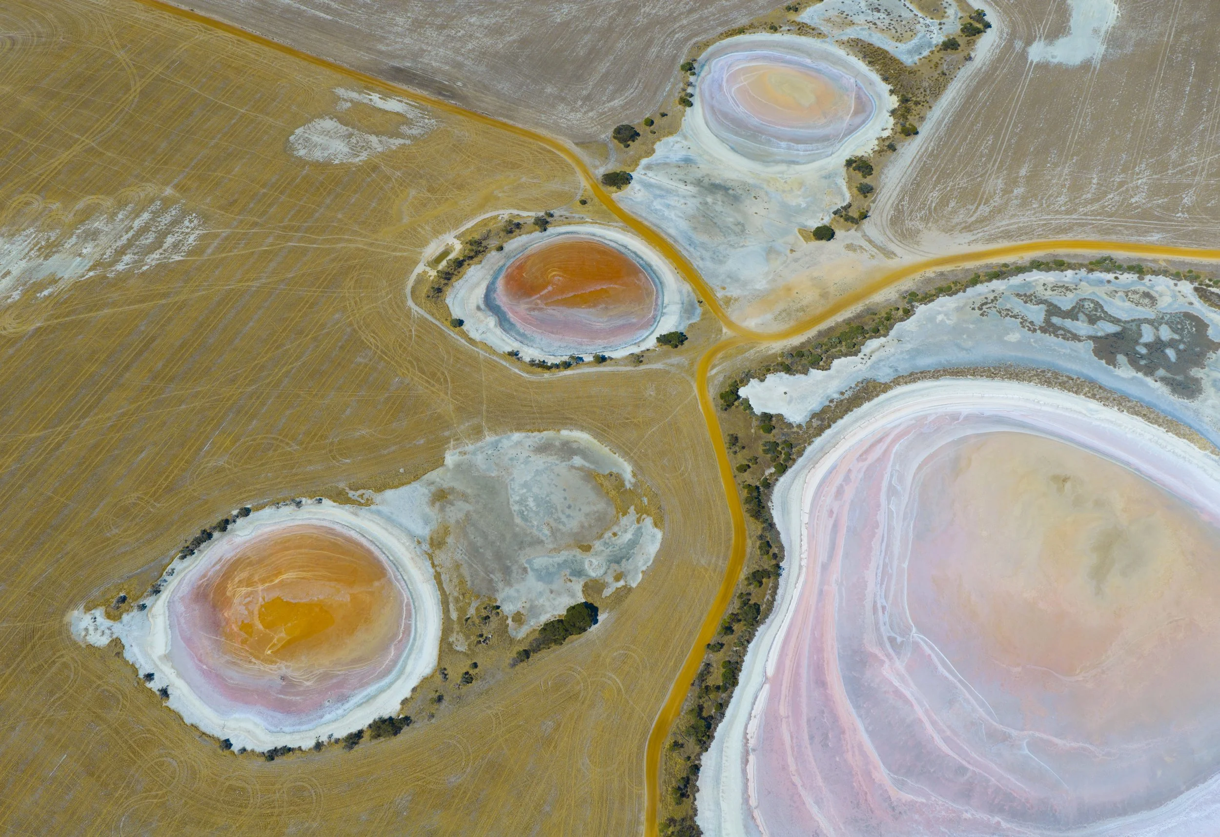Egg Yolks