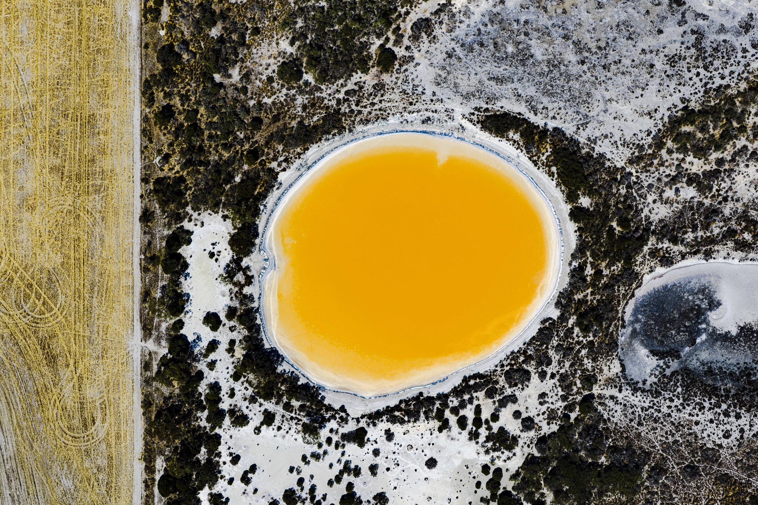 Single Yolk