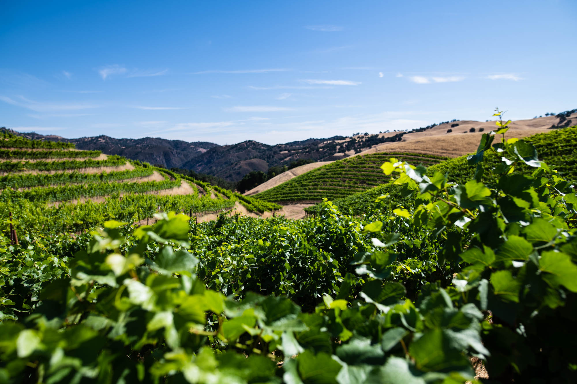 wine-home-banner.jpg