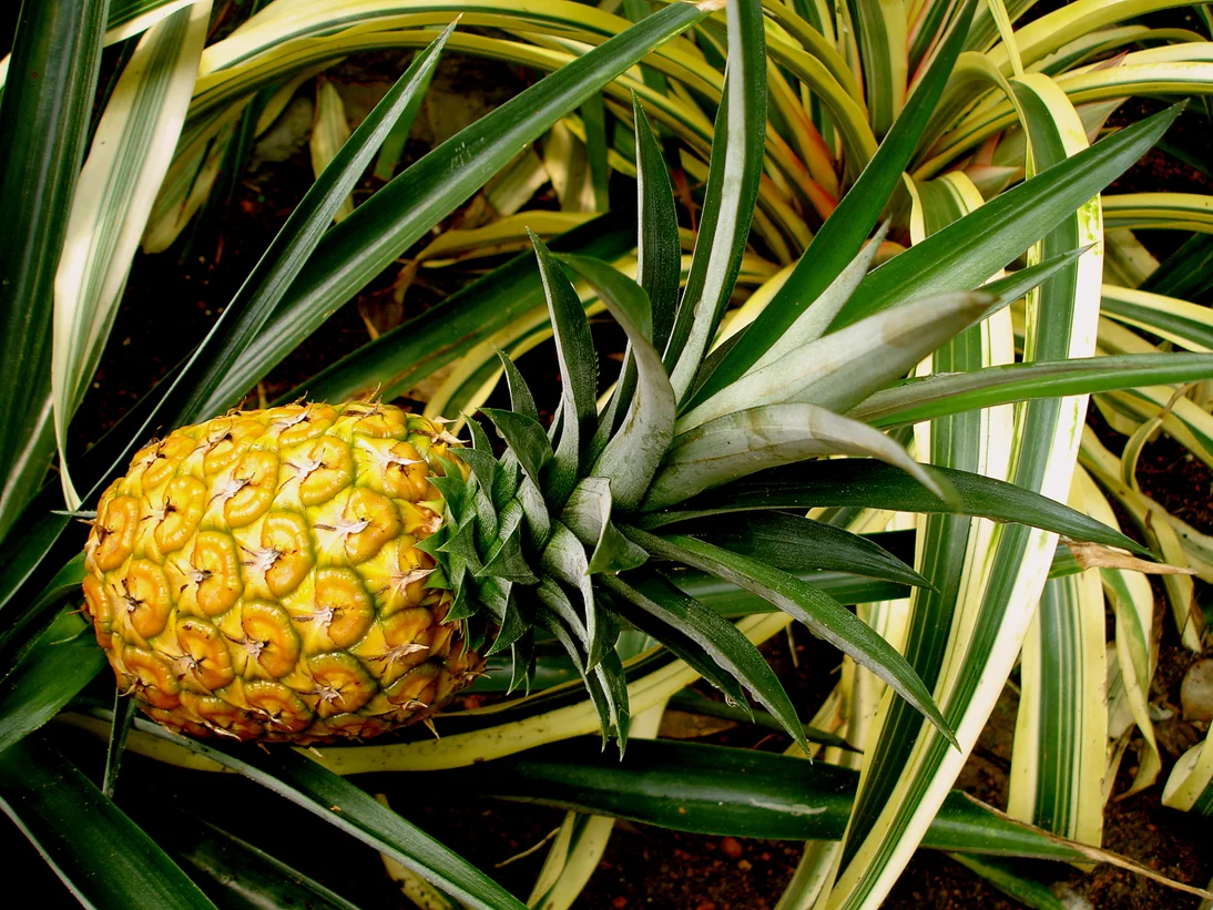 Pineapple.jpg
