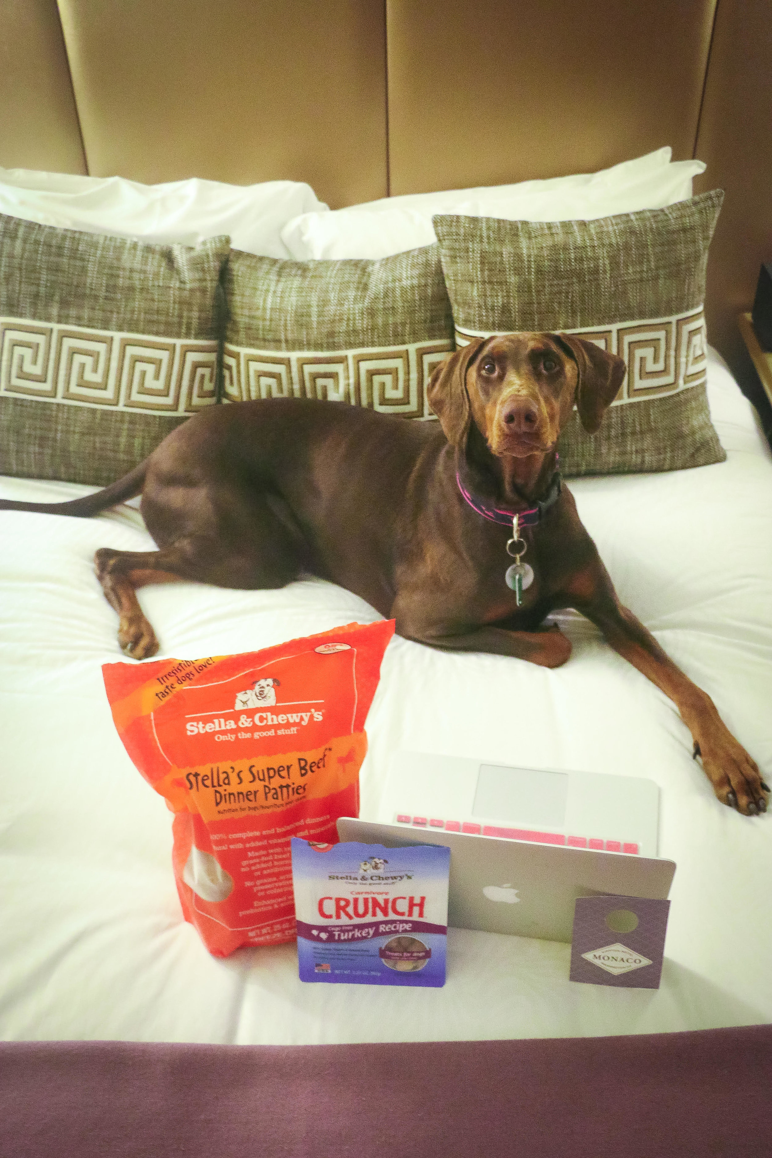 Griffin enjoying a bedtime snack at the Hotel Monaco in Washington, DC