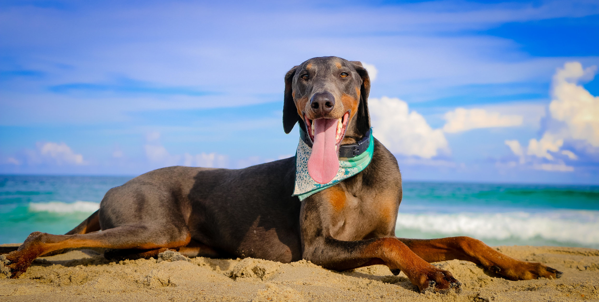 Ms. B enjoying fairs skies and calm seas at Cape Hatteras National Seashore (bandana: Seaglass by @muttcloth ).