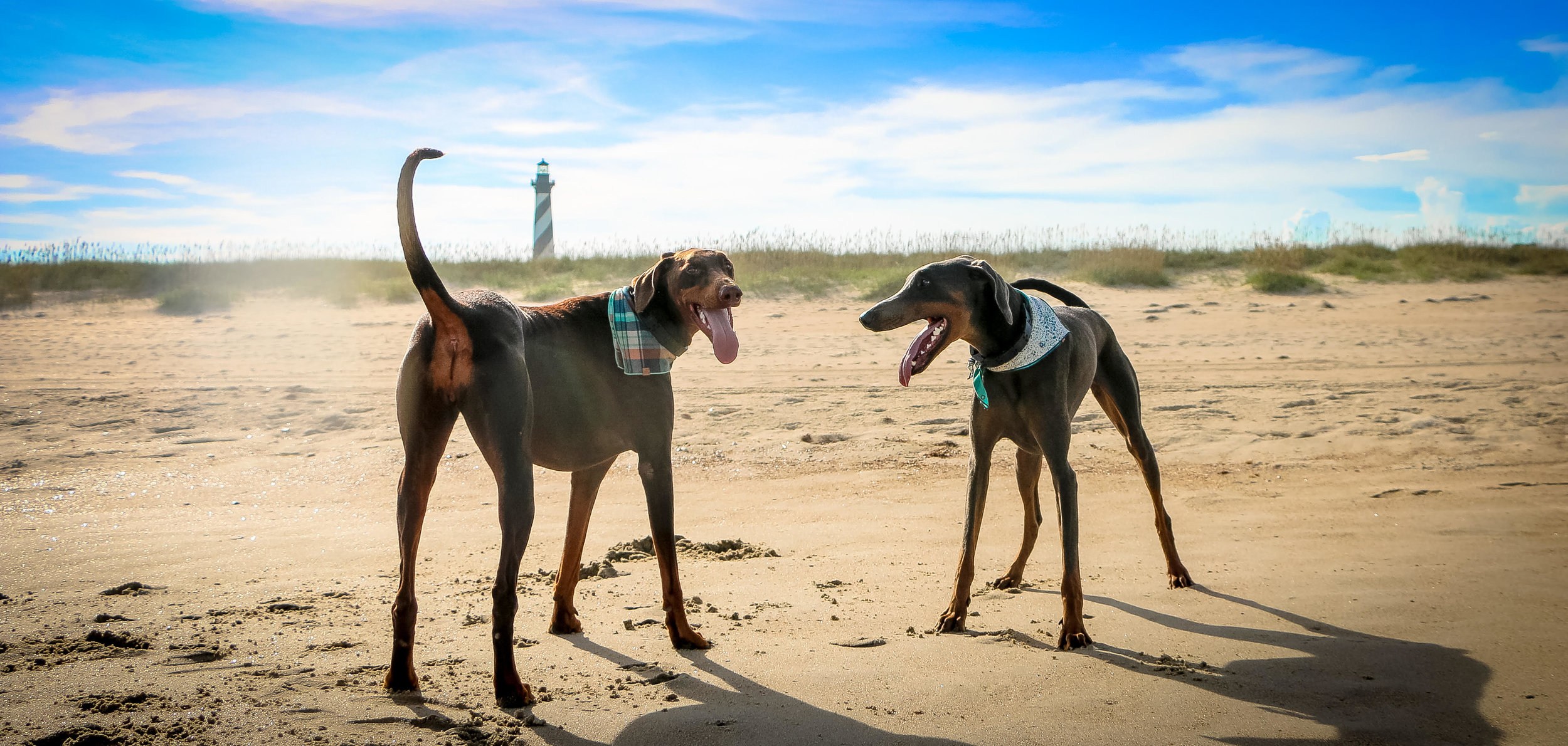 The girls enjoying life at Cape Hatteras National Seashore