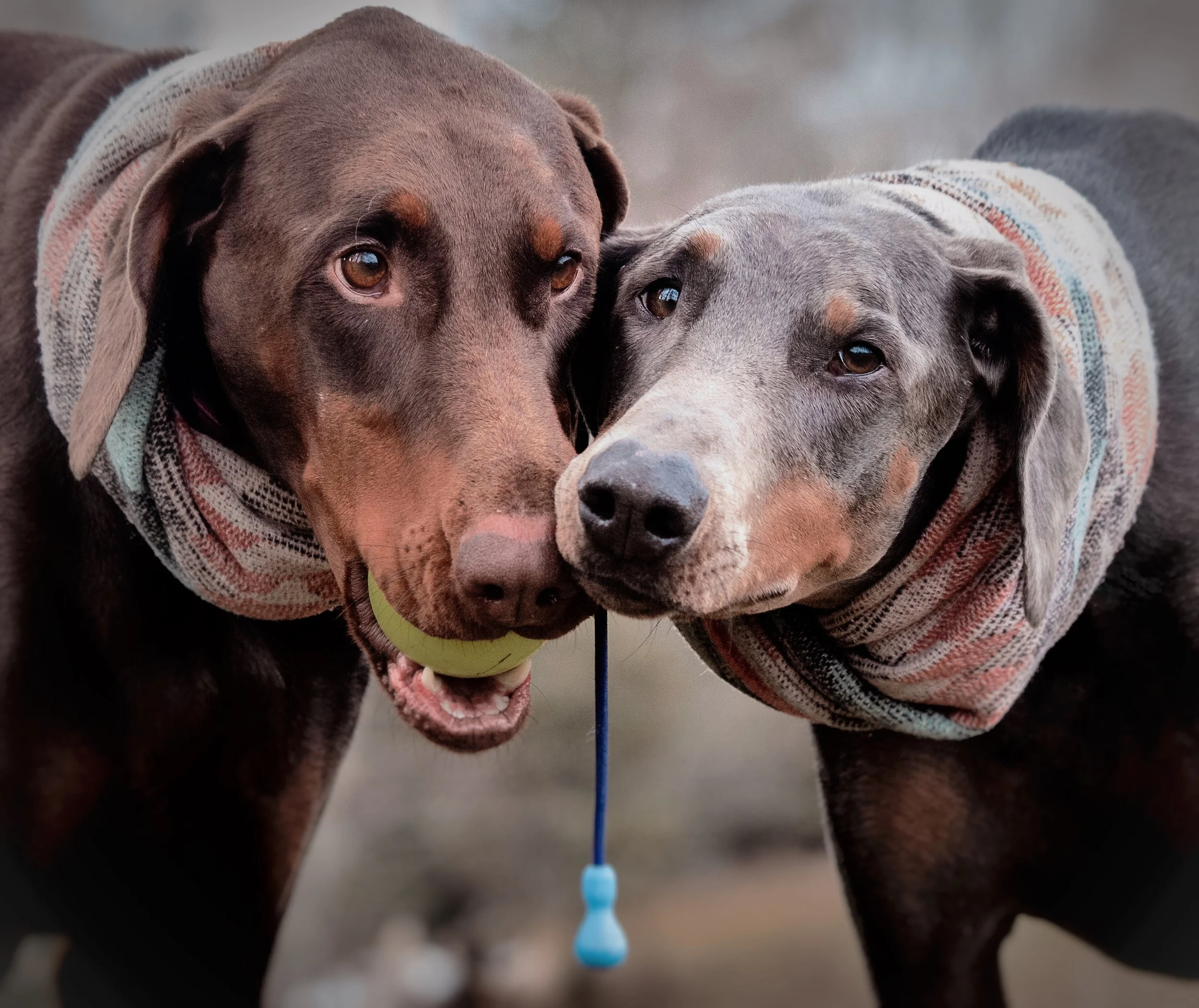 Boston and Griffin can’t get enough of their Bunji Ball!