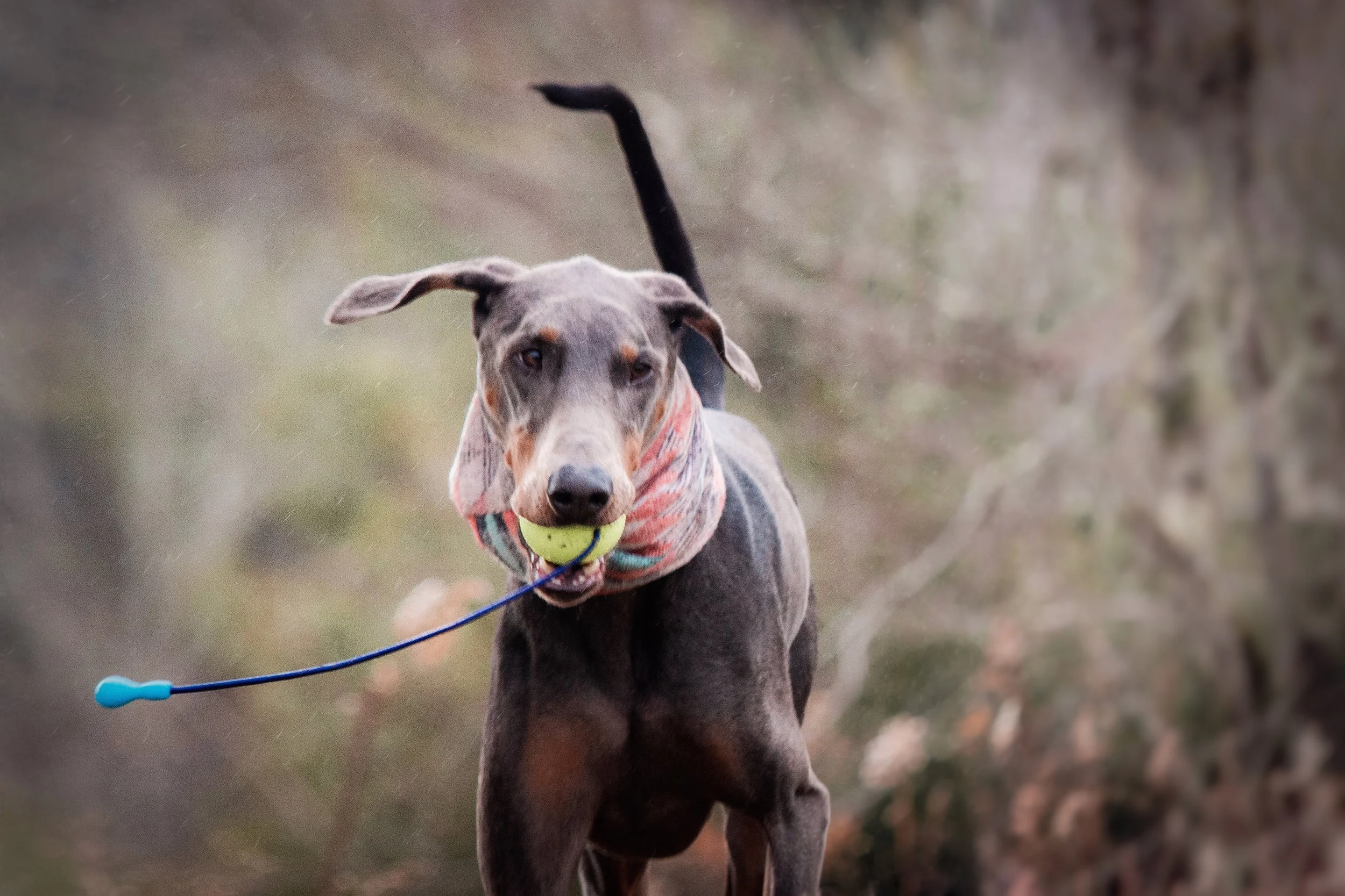 B fetching the Bunji Ball.