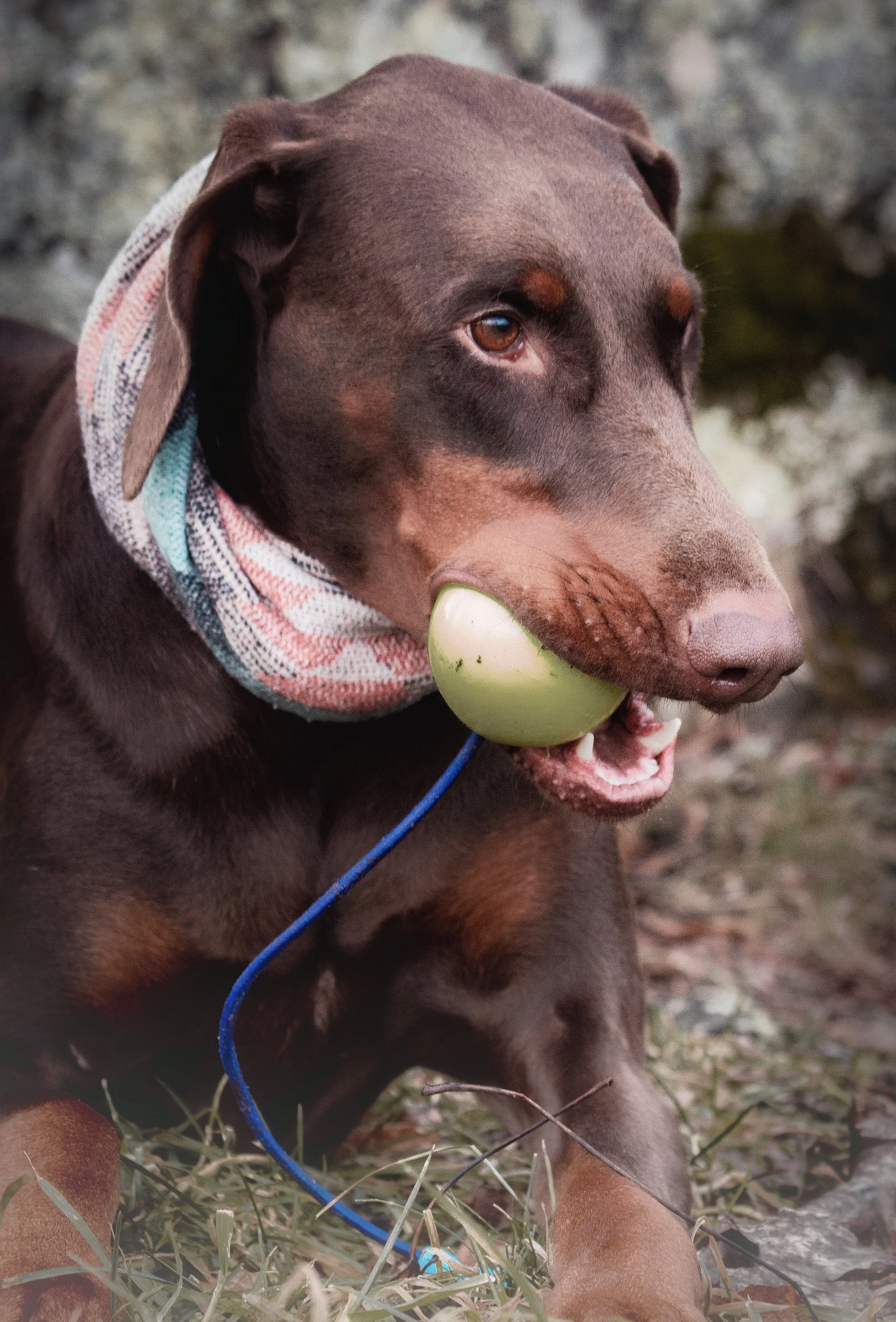 Griffin demonstrates the durability of the ball by giving it a good chew.