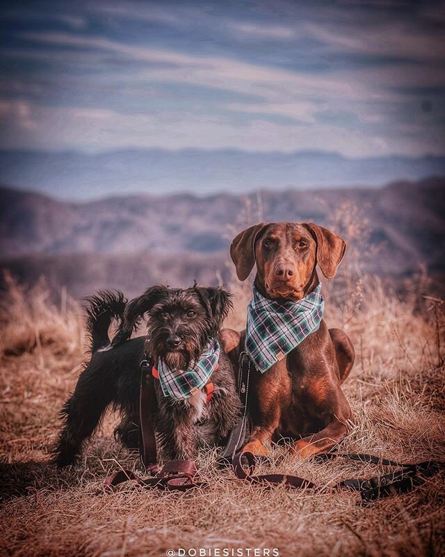 It&rsquo;s hard to believe that today is Saint Patrick&rsquo;s Day - a day that is usually the antithesis of social distancing and home quarantines. Maizy is basically the closest thing Griffin has to a leprechaun in her life, so figured this photo w