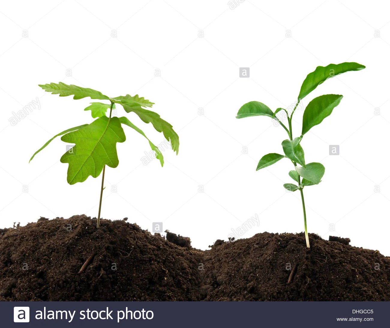 two-young-green-plants-growing-from-soil-DHGCC5.jpg