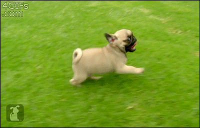 pugs.gif