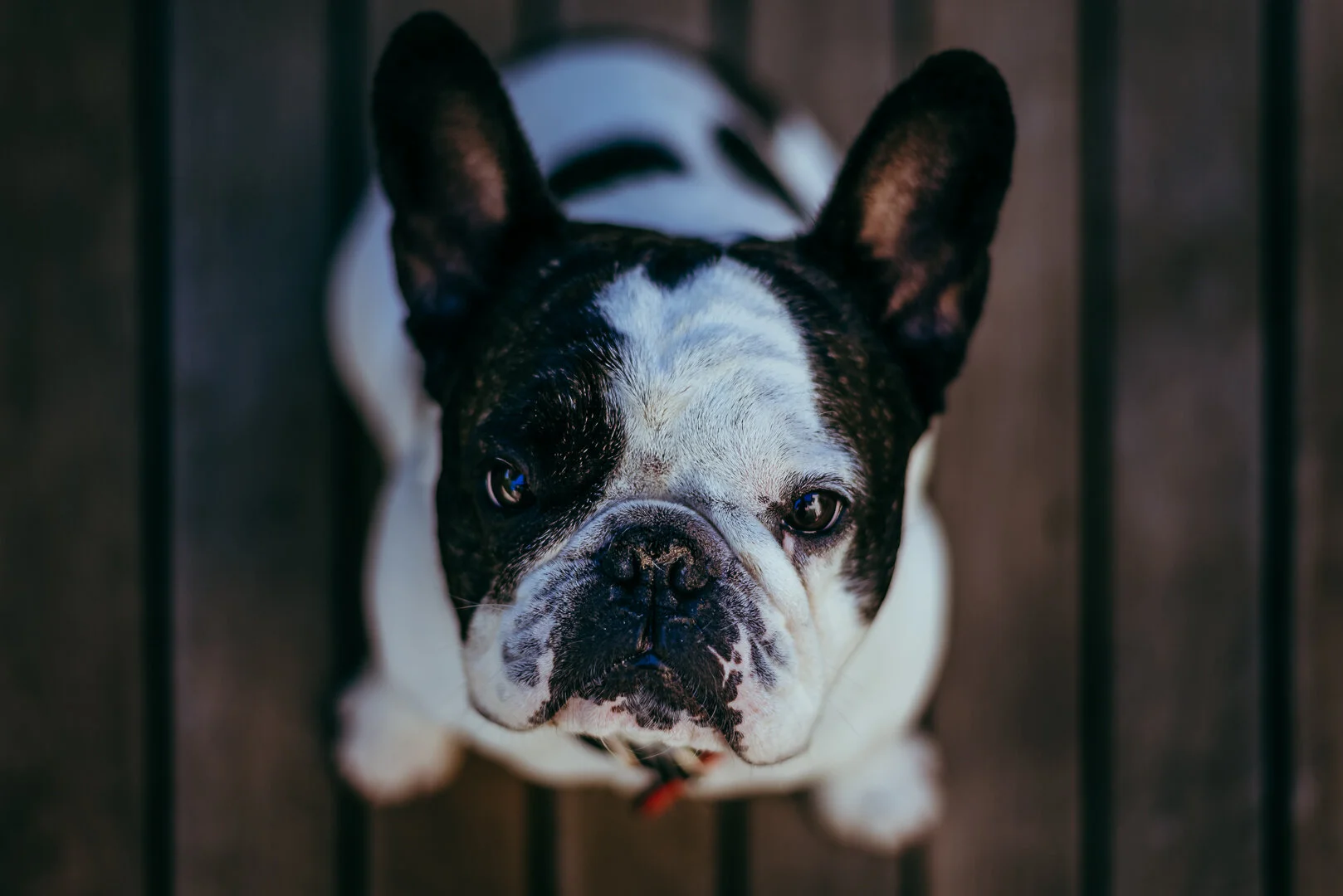 jaitomeiphoto-leo .jpg