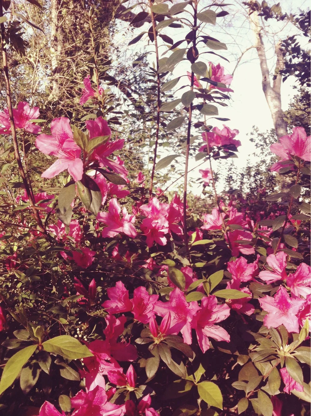 azalea.JPG