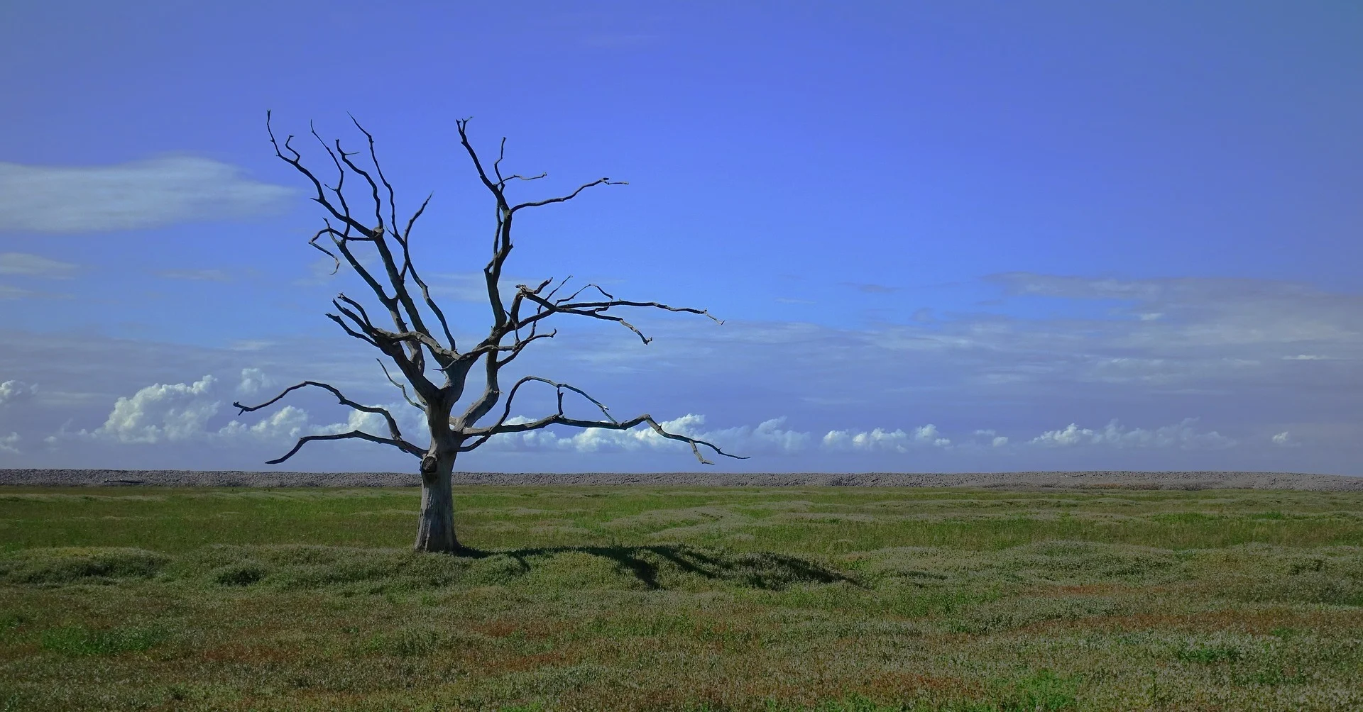 tree-2649411_1920.jpg