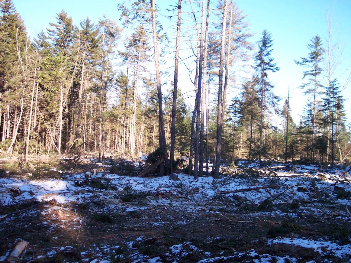 deer-yard-destroyed-.jpg