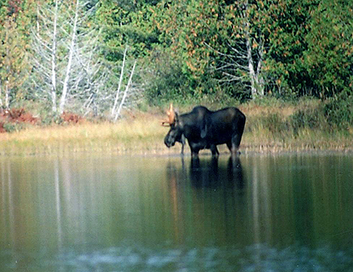 Ware bull moose-cr-500.jpg