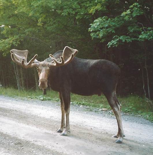 Bull Moose in Road.jpg