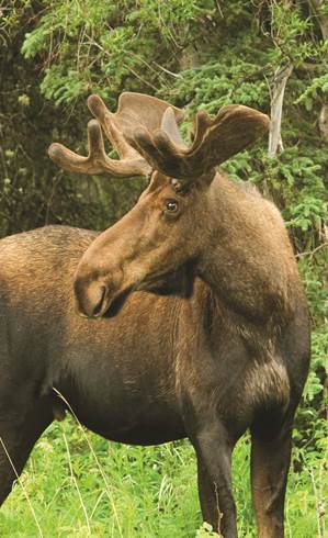 Young bull moose.jpg