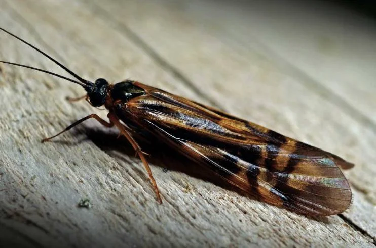 zebra_caddis1.jpg