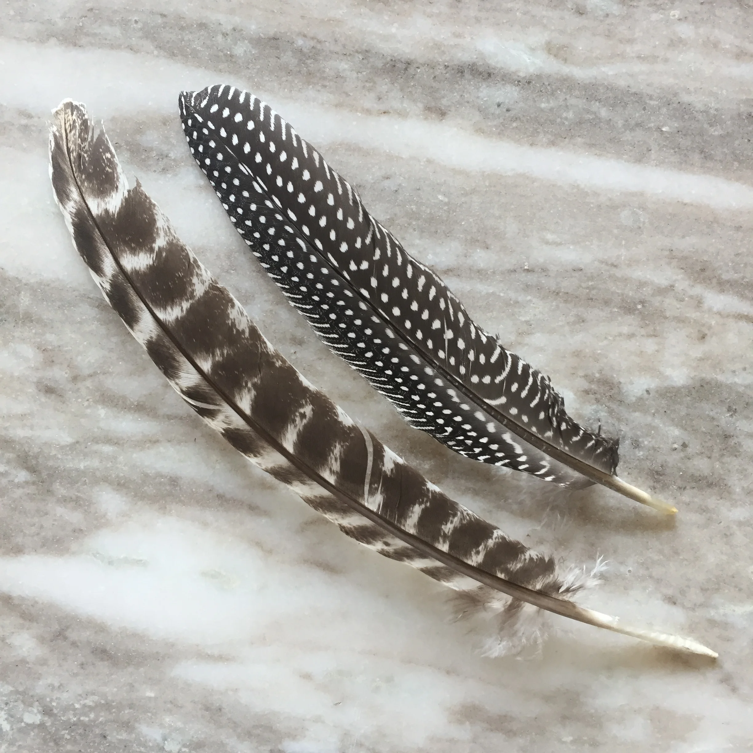 MISC feathers.jpg