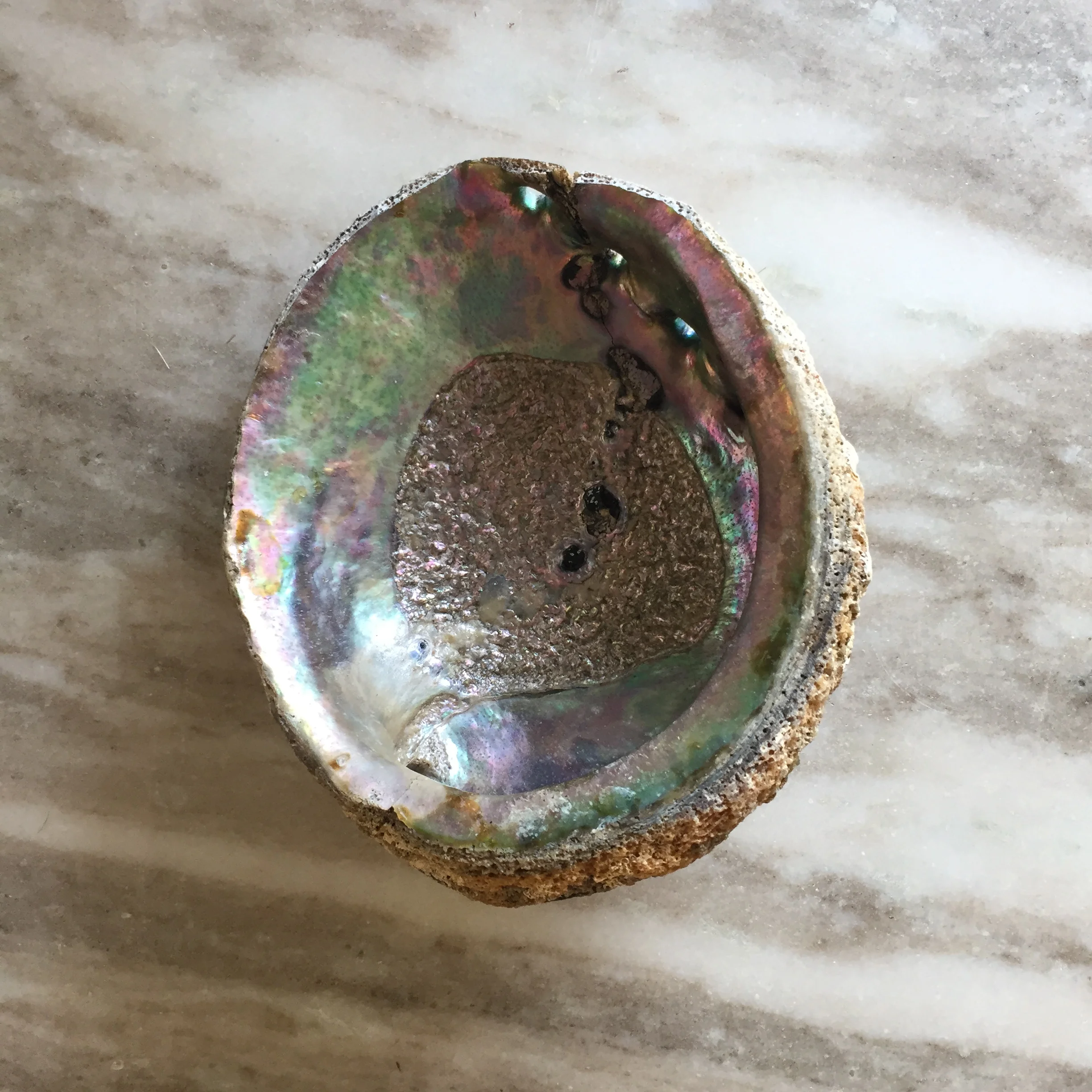 Abalone Shell 