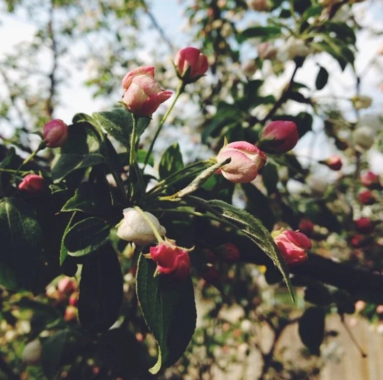 SPRINGTIME SUPPORT FOR ALLERGIES