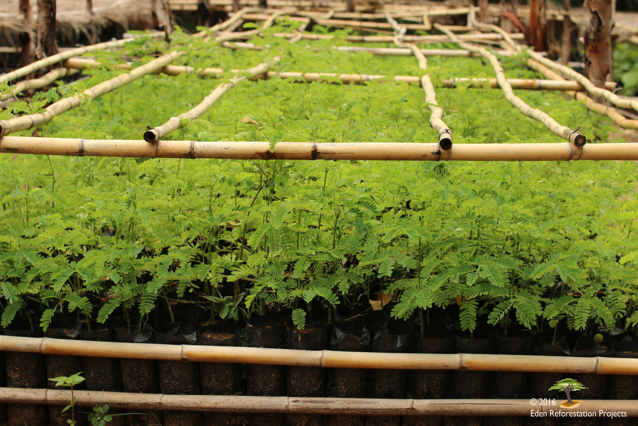 Seedlings Sarobidy with copyright.jpg