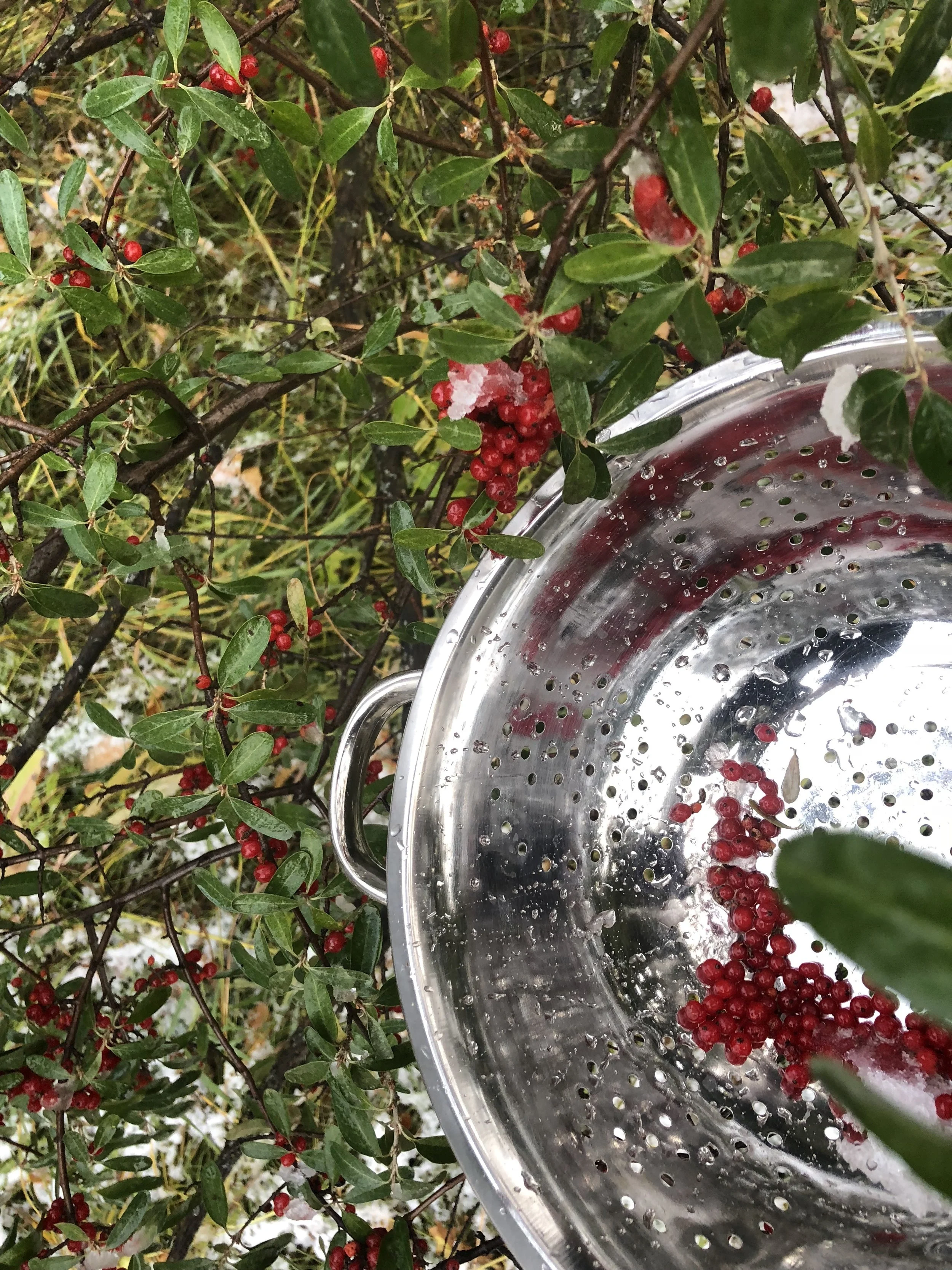 Picking buffalo berries after the first snowfall. My fingers were so cold, but I got just the amount I needed for this cake! I will pick more when it is not so chilly!