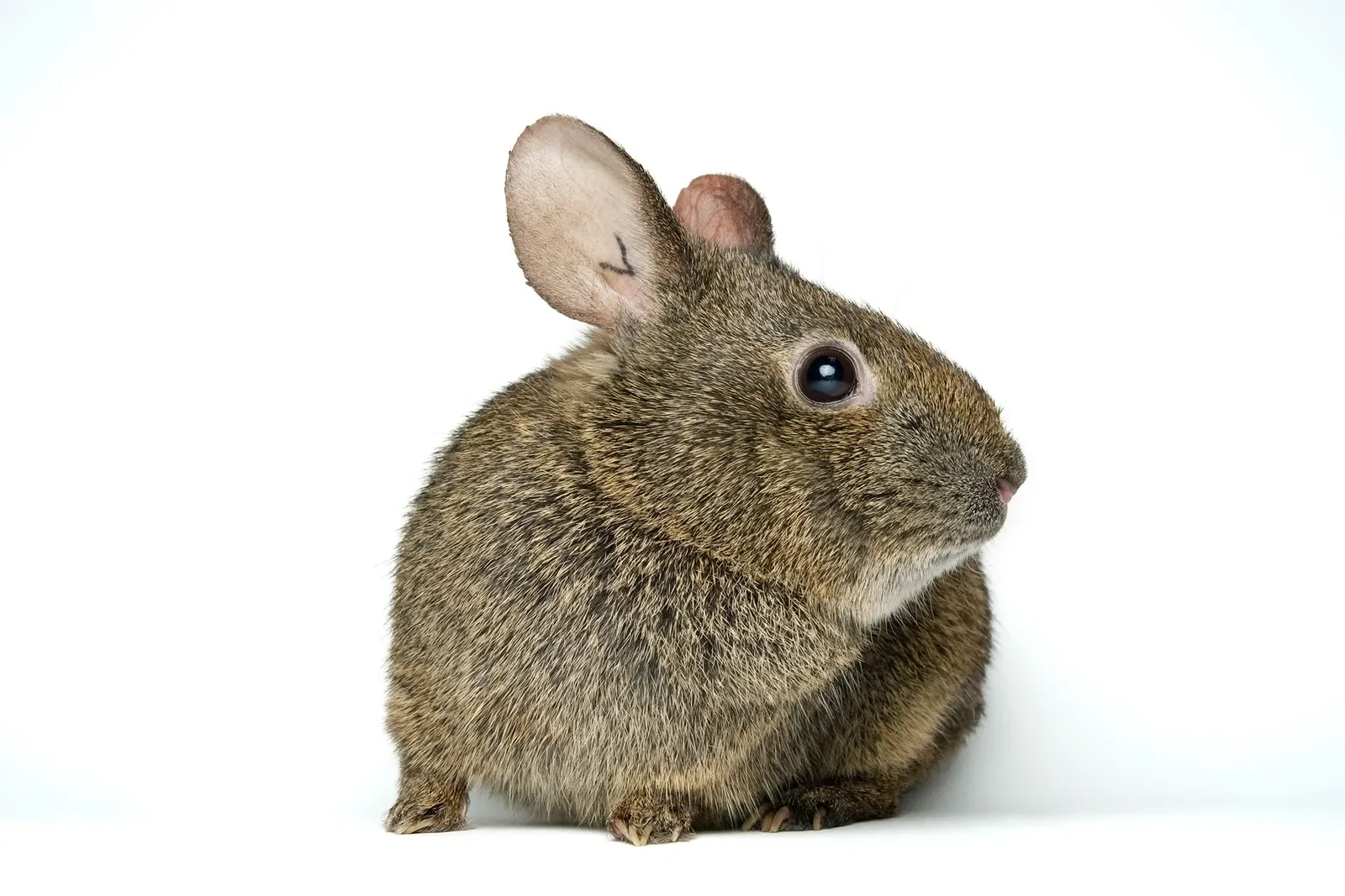 01-volcano-rabbit-nationalgeographic_1313969.webp